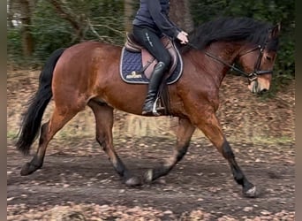 Polnisches Warmblut, Wallach, 5 Jahre, 161 cm, Brauner