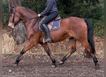 Polnisches Warmblut, Wallach, 5 Jahre, 161 cm, Brauner