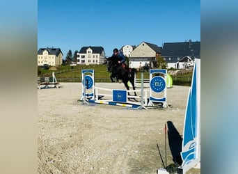 Polnisches Warmblut, Wallach, 5 Jahre, 161 cm, Rappe