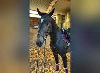 Polnisches Warmblut Mix, Wallach, 5 Jahre, 162 cm, Dunkelbrauner