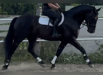 Polnisches Warmblut, Wallach, 5 Jahre, 162 cm, Rappe