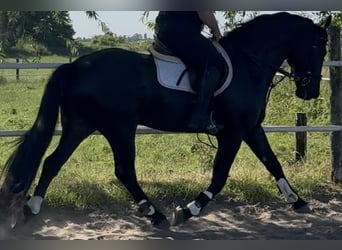 Polnisches Warmblut, Wallach, 5 Jahre, 162 cm, Rappe