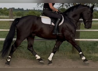 Polnisches Warmblut, Wallach, 5 Jahre, 162 cm, Rappe