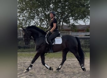 Polnisches Warmblut, Wallach, 5 Jahre, 162 cm, Rappe