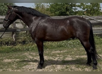 Polnisches Warmblut, Wallach, 5 Jahre, 162 cm, Rappe