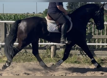 Polnisches Warmblut, Wallach, 5 Jahre, 162 cm, Rappe