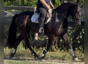 Polnisches Warmblut, Wallach, 5 Jahre, 162 cm, Rappe