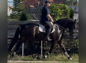 Polnisches Warmblut, Wallach, 5 Jahre, 162 cm, Rappe