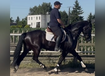 Polnisches Warmblut, Wallach, 5 Jahre, 162 cm, Rappe