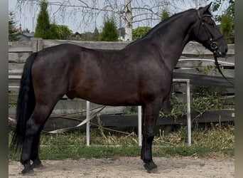 Polnisches Warmblut, Wallach, 5 Jahre, 162 cm, Rappe