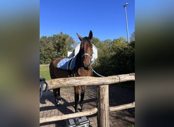 Polnisches Warmblut, Wallach, 5 Jahre, 164 cm, Brauner