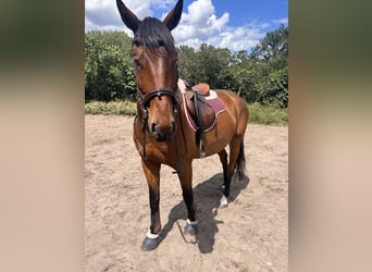 Polnisches Warmblut, Wallach, 5 Jahre, 164 cm, Brauner