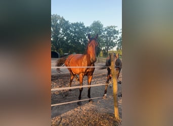 Polnisches Warmblut, Wallach, 5 Jahre, 164 cm, Brauner