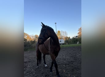 Polnisches Warmblut, Wallach, 5 Jahre, 164 cm, Brauner