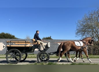 Polnisches Warmblut, Wallach, 5 Jahre, 164 cm, Fuchs