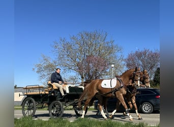 Polnisches Warmblut, Wallach, 5 Jahre, 164 cm, Fuchs