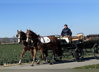 Polnisches Warmblut, Wallach, 5 Jahre, 164 cm, Fuchs
