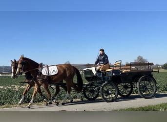 Polnisches Warmblut, Wallach, 5 Jahre, 164 cm, Fuchs