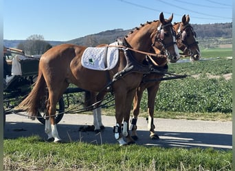 Polnisches Warmblut, Wallach, 5 Jahre, 164 cm, Fuchs
