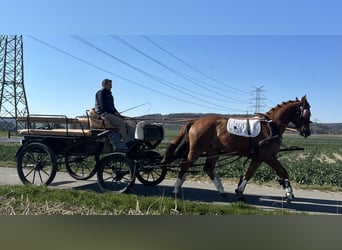 Polnisches Warmblut, Wallach, 5 Jahre, 164 cm, Fuchs
