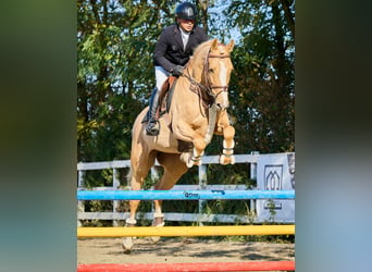 Polnisches Warmblut, Wallach, 5 Jahre, 164 cm, Palomino