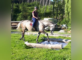 Polnisches Warmblut, Wallach, 5 Jahre, 165 cm, Braunfalbschimmel