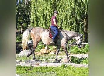 Polnisches Warmblut, Wallach, 5 Jahre, 165 cm, Braunfalbschimmel