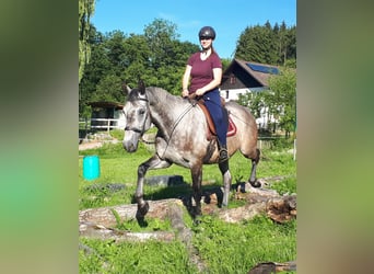 Polnisches Warmblut, Wallach, 5 Jahre, 165 cm, Braunfalbschimmel