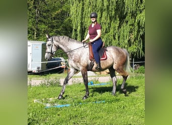 Polnisches Warmblut, Wallach, 5 Jahre, 165 cm, Braunfalbschimmel