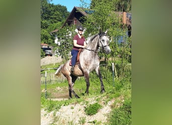 Polnisches Warmblut, Wallach, 5 Jahre, 165 cm, Braunfalbschimmel