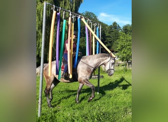 Polnisches Warmblut, Wallach, 5 Jahre, 165 cm, Braunfalbschimmel