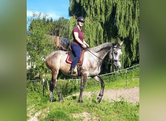 Polnisches Warmblut, Wallach, 5 Jahre, 165 cm, Braunfalbschimmel