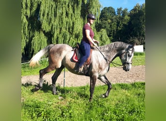 Polnisches Warmblut, Wallach, 5 Jahre, 165 cm, Braunfalbschimmel