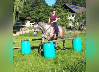 Polnisches Warmblut, Wallach, 5 Jahre, 165 cm, Braunfalbschimmel