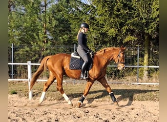 Polnisches Warmblut, Wallach, 5 Jahre, 165 cm, Fuchs