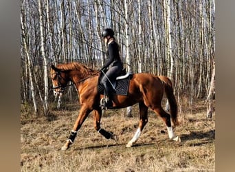 Polnisches Warmblut, Wallach, 5 Jahre, 165 cm, Fuchs