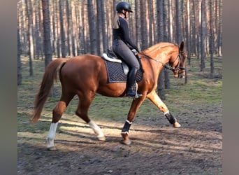 Polnisches Warmblut, Wallach, 5 Jahre, 165 cm, Fuchs