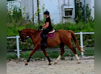 Polnisches Warmblut, Wallach, 5 Jahre, 165 cm, Fuchs