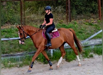 Polnisches Warmblut, Wallach, 5 Jahre, 165 cm, Fuchs