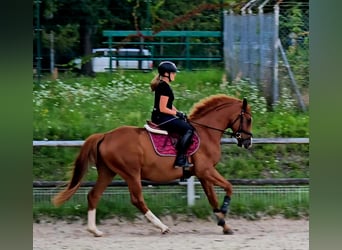 Polnisches Warmblut, Wallach, 5 Jahre, 165 cm, Fuchs