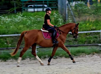 Polnisches Warmblut, Wallach, 5 Jahre, 165 cm, Fuchs