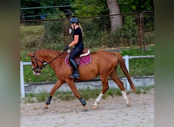 Polnisches Warmblut, Wallach, 5 Jahre, 165 cm, Fuchs