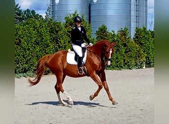 Polnisches Warmblut, Wallach, 5 Jahre, 165 cm, Fuchs