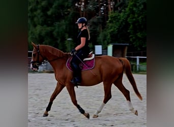 Polnisches Warmblut, Wallach, 5 Jahre, 165 cm, Fuchs