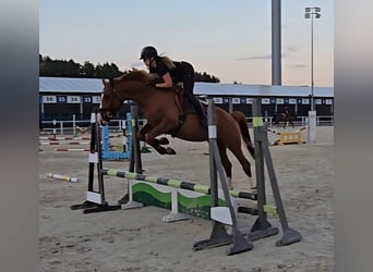 Polnisches Warmblut, Wallach, 5 Jahre, 165 cm, Fuchs