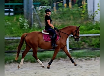 Polnisches Warmblut, Wallach, 5 Jahre, 165 cm, Fuchs