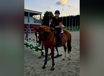 Polnisches Warmblut, Wallach, 5 Jahre, 165 cm, Fuchs