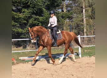 Polnisches Warmblut, Wallach, 5 Jahre, 165 cm, Fuchs
