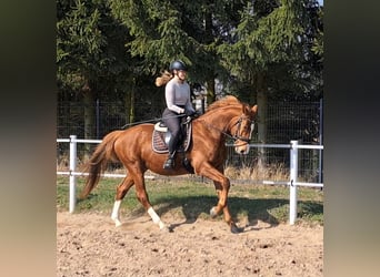 Polnisches Warmblut, Wallach, 5 Jahre, 165 cm, Fuchs