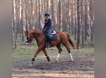 Polnisches Warmblut, Wallach, 5 Jahre, 165 cm, Fuchs